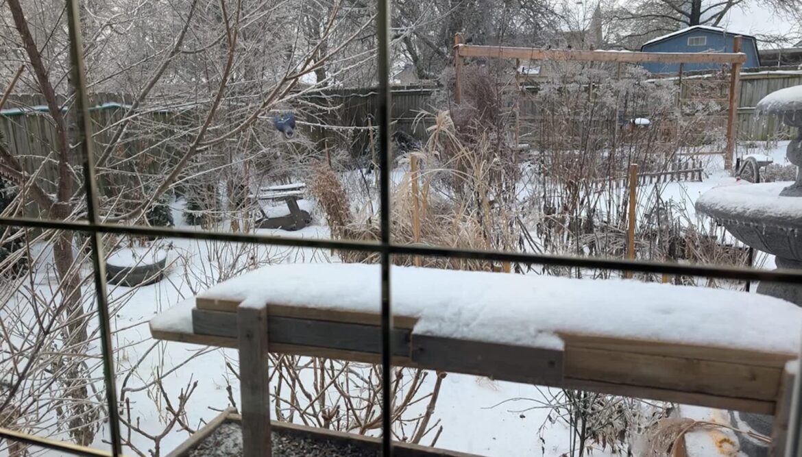 Gardener shares breathtaking before-and-after images of backyard’s seasonal transformation: ‘It’s so lovely’ One Redditor shared images of their native plant garden covered in snow, with an emphasis on all the wildlife sitting in the yard.