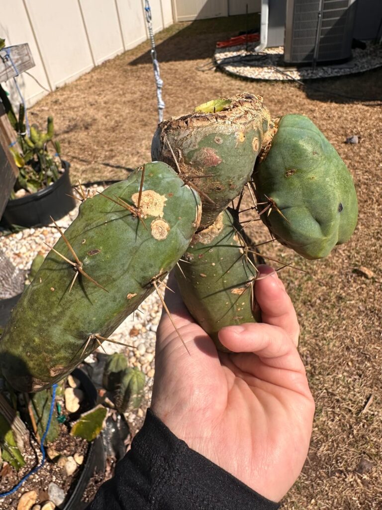 Long form AKA TBM-A Clone A