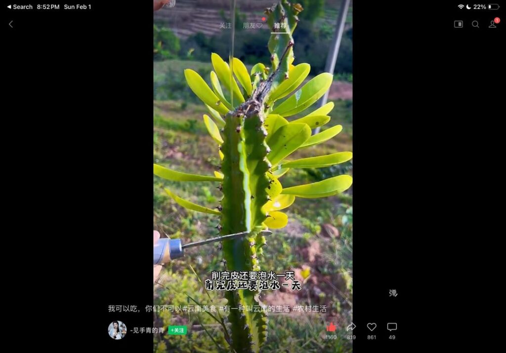 I saw this video of someone eating the center of a euphorbia.
