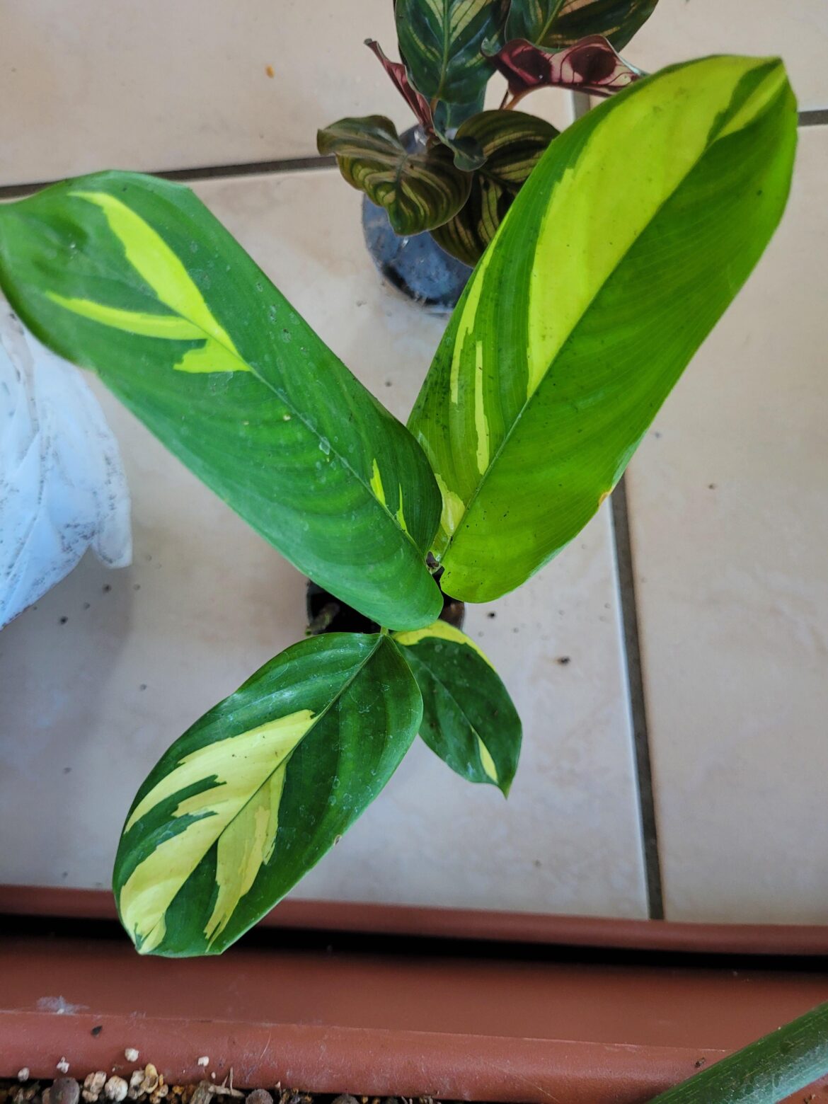 Does somebody recognize this Calathea species? (I ordered two and got this one for free)