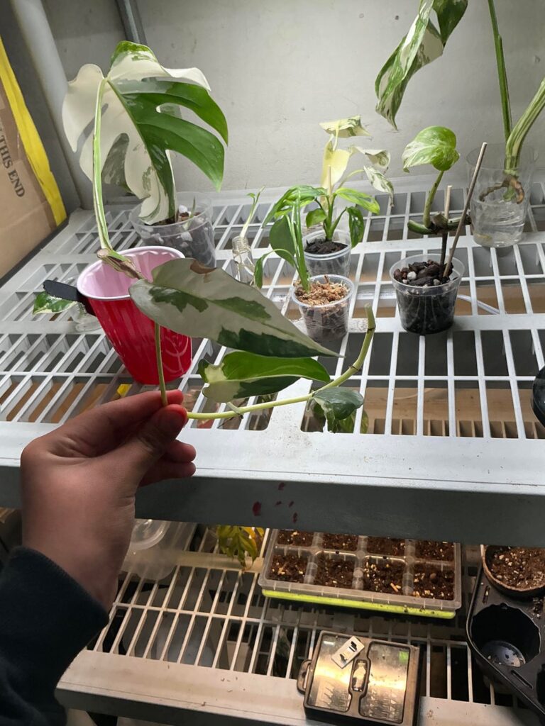 Some sort of variegated monstera?