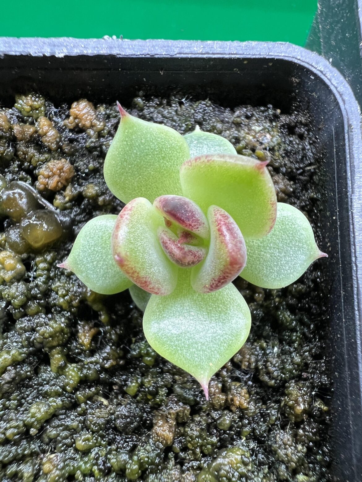 The only Echeveria Black Rose seeding that germinated is starting to show some colouration!