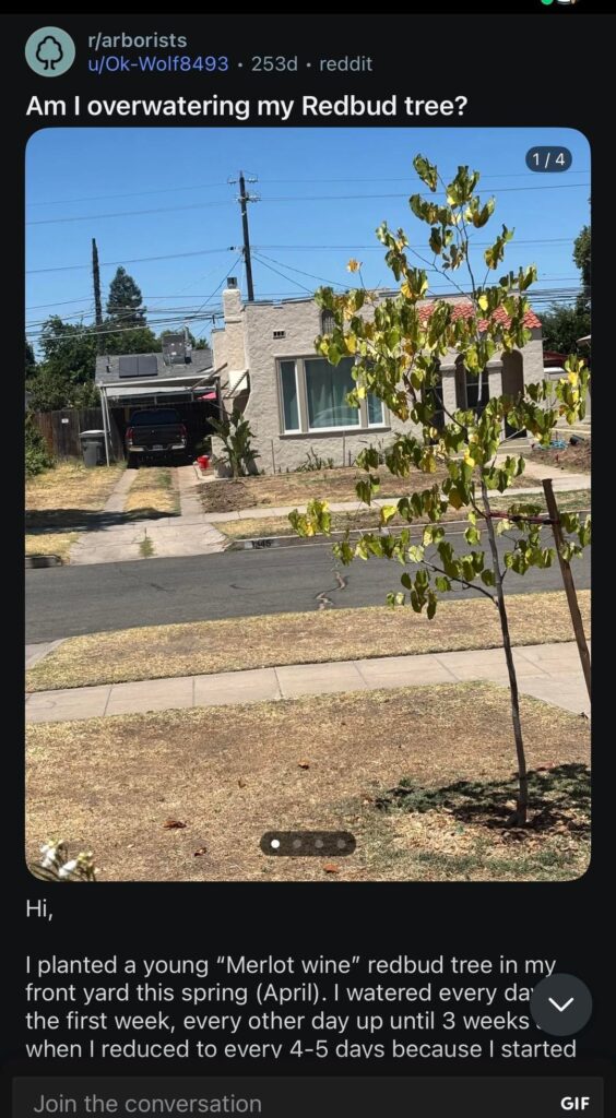 Is my redbud tree dead? A 2026 update