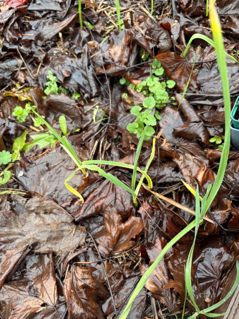 What’s eating my garlic leaves?