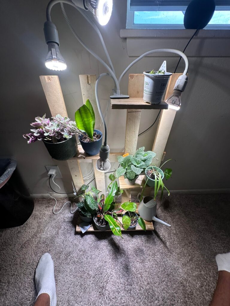 Plant dad 5 month update