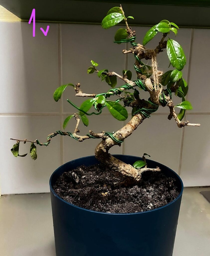 Which side you prefer more? Which side you prefer more?