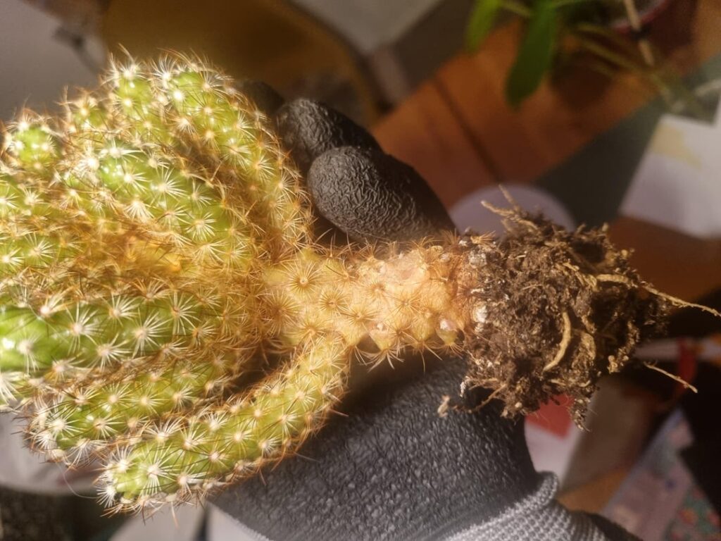 Can i get this cactus heslthy again?