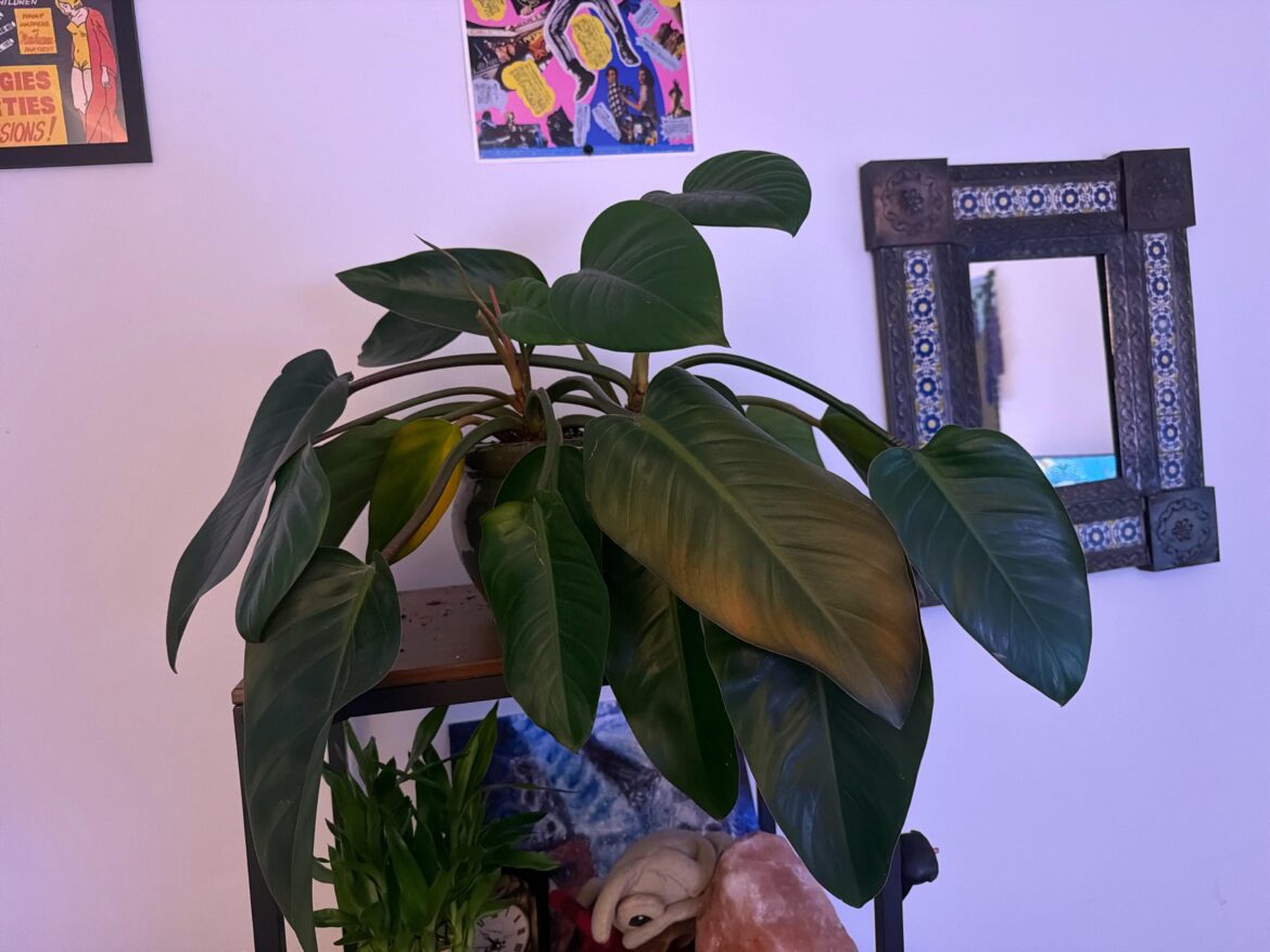 uniform yellowing on my rojo congo