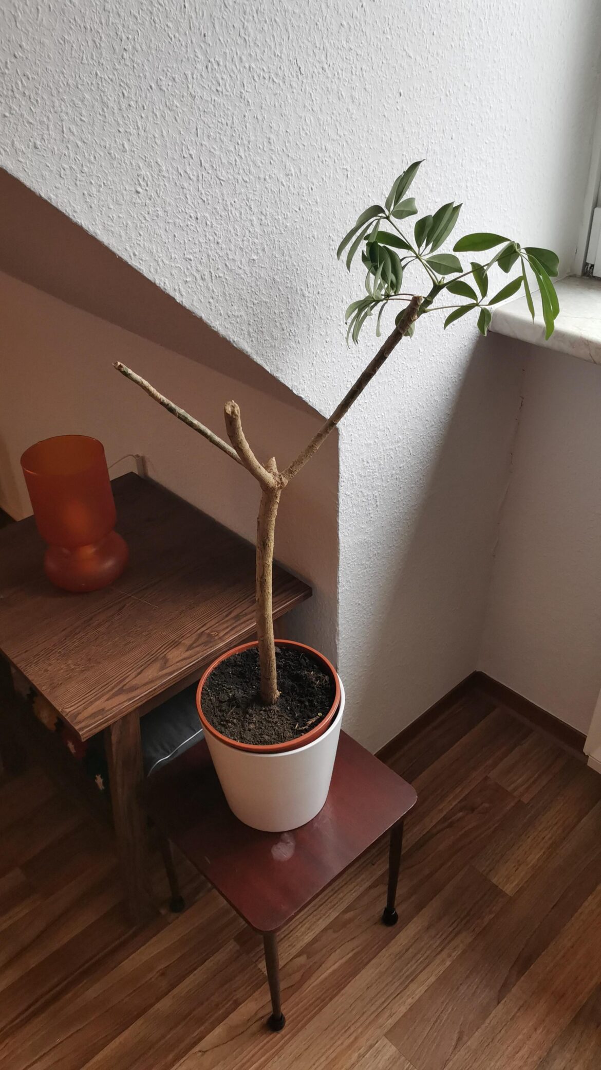 Adopted a plant from a violent home