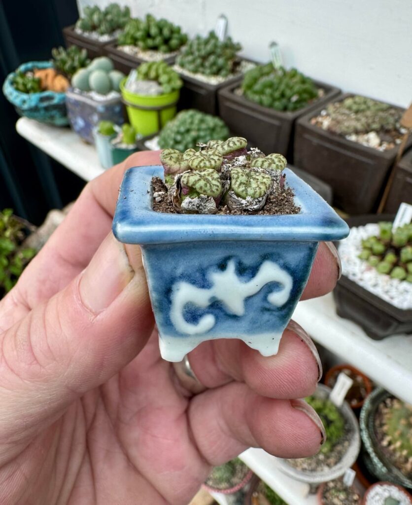 My smallest mame pot and my favourite- with tiny conos in a Yuka Ishikawa ‘the lucky bat’ mame pot