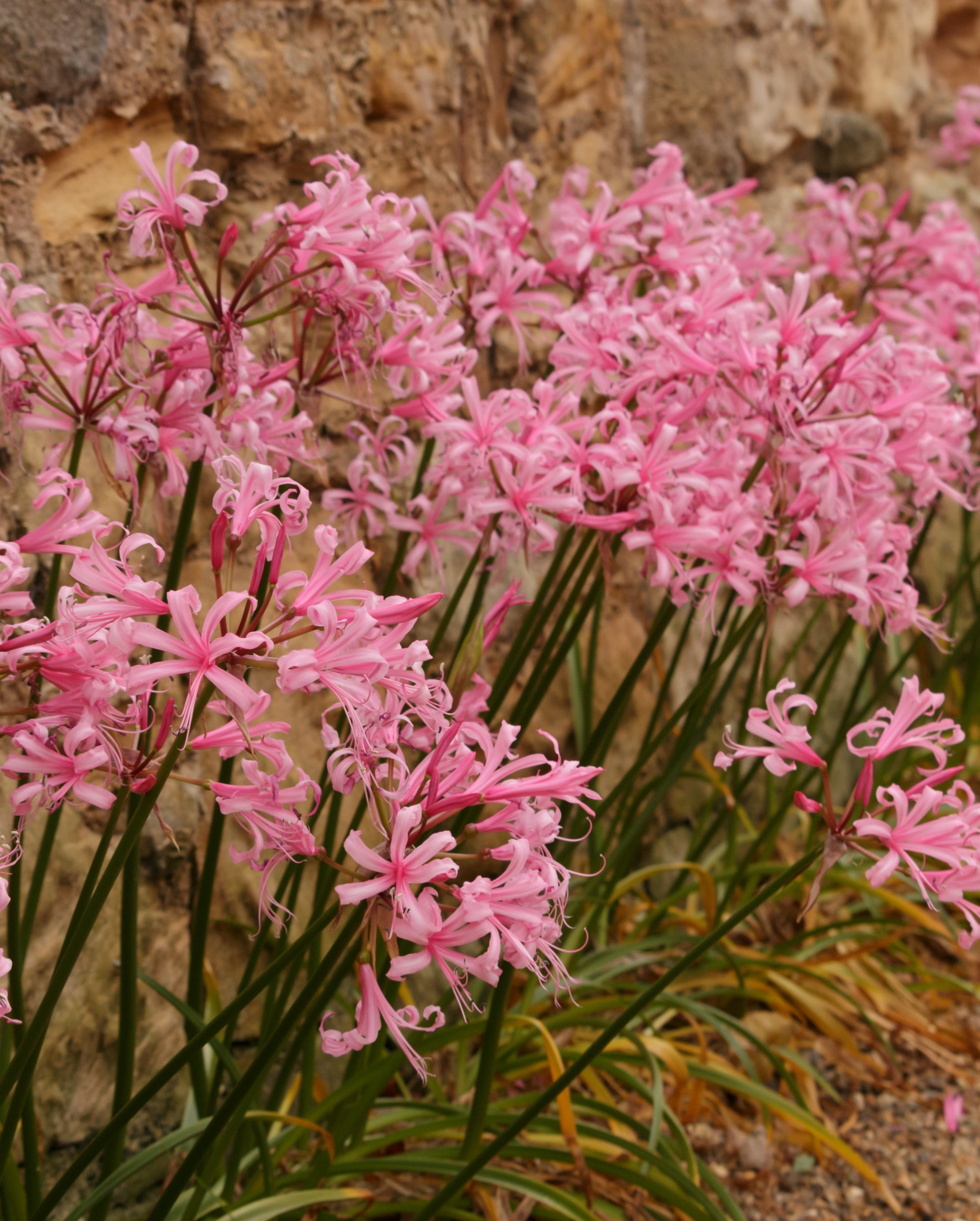 a row of pink nerine plant flowers by a stone wall