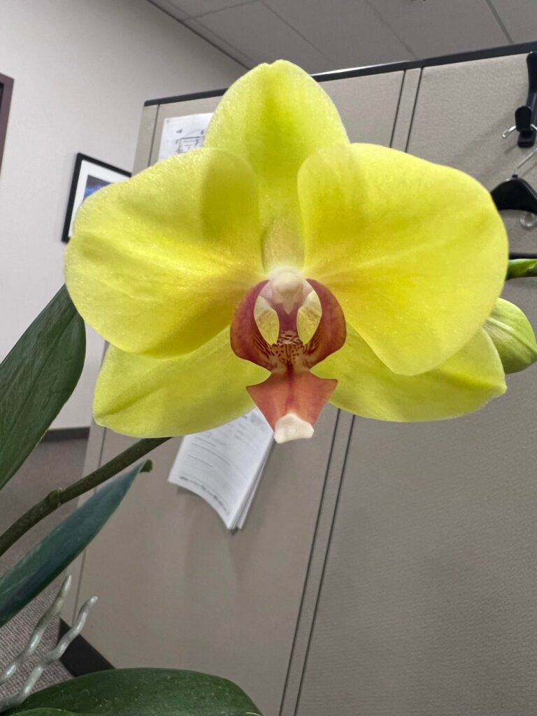 Lunar New Year Surprise Lunar New Year Surprise