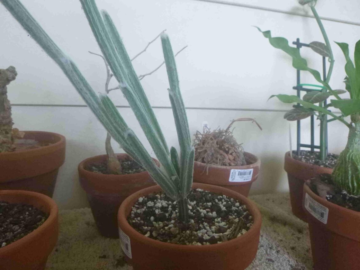 Saw this weird guy and had to have him, looks like he is covered in snow and apparently his caudex prefers to be under the soil until mature. Seyrigia humbertii