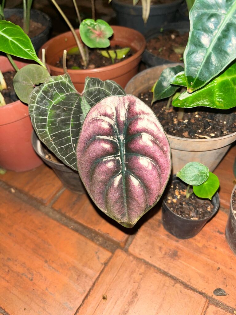 Alocasias pelo mundo?