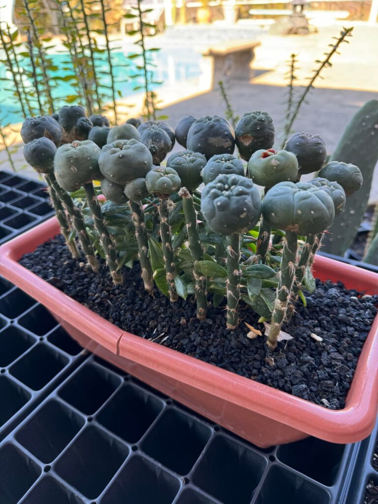 I miss cactus I miss grafting and I miss the friends I made along the way