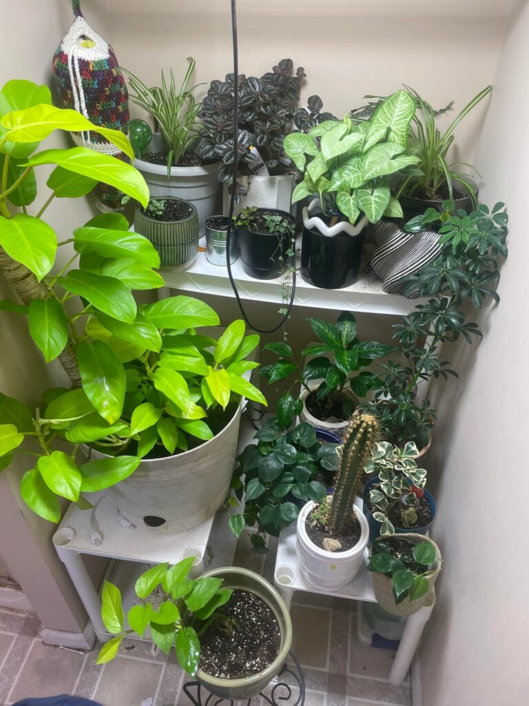 Rate my philededron :)