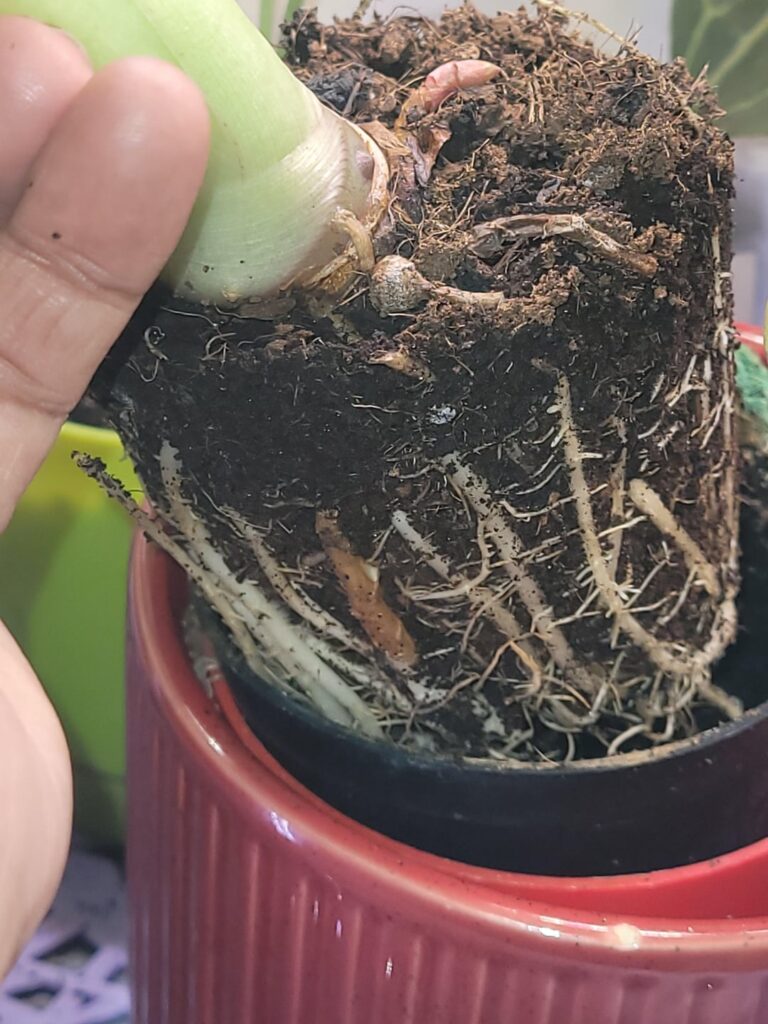 Does my regal shield needs re-potting