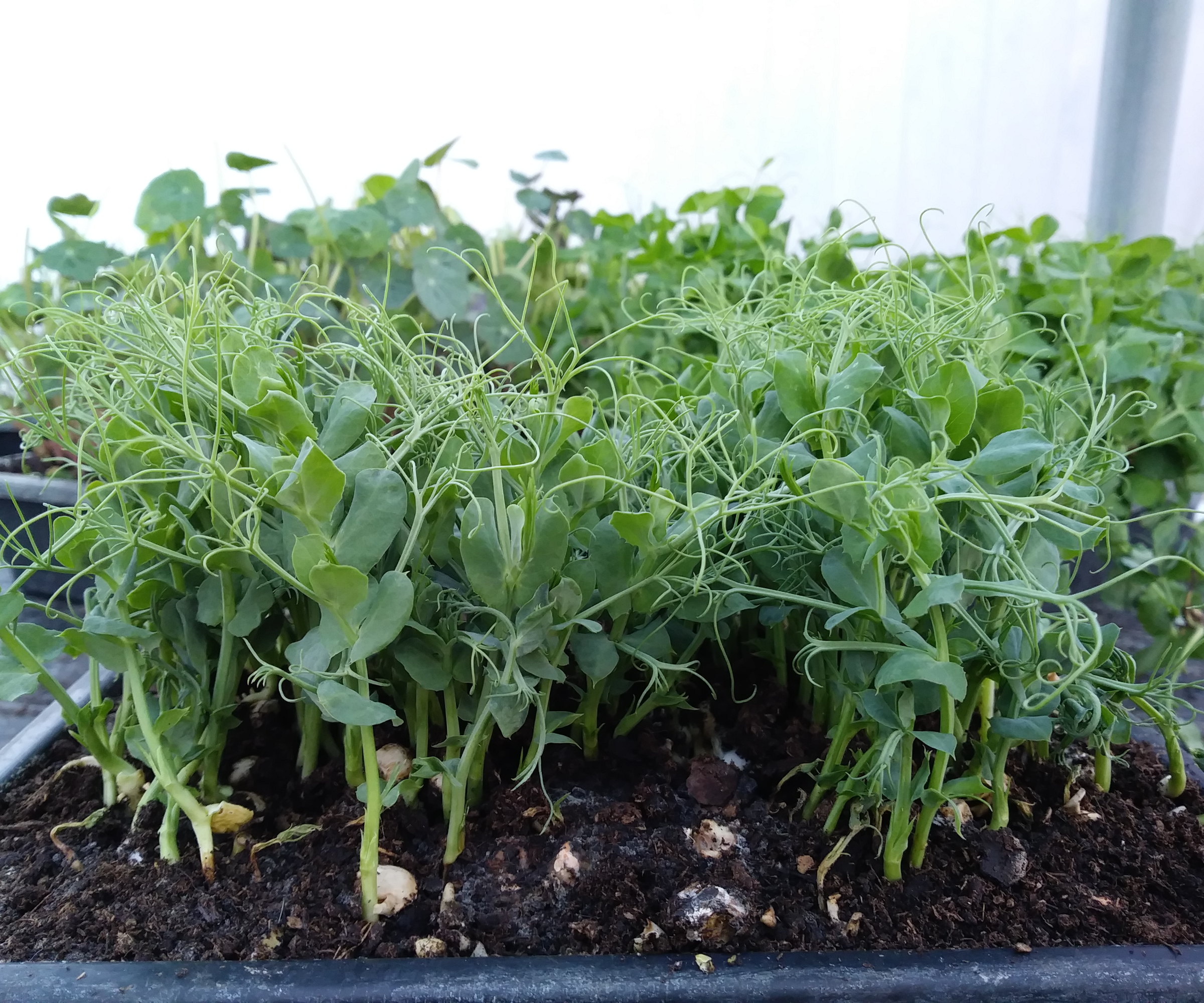 A tray of microgreen pea shoots growing in a polytunnel