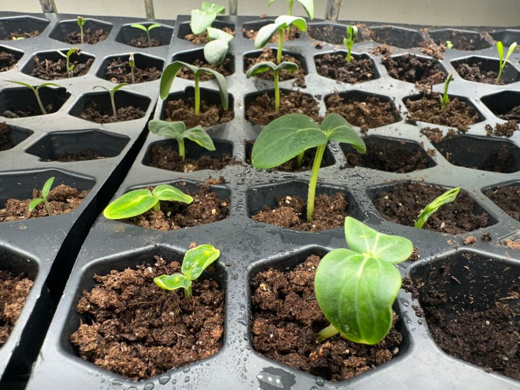 Droopy Cucumber Seedlings Droopy Cucumber Seedlings