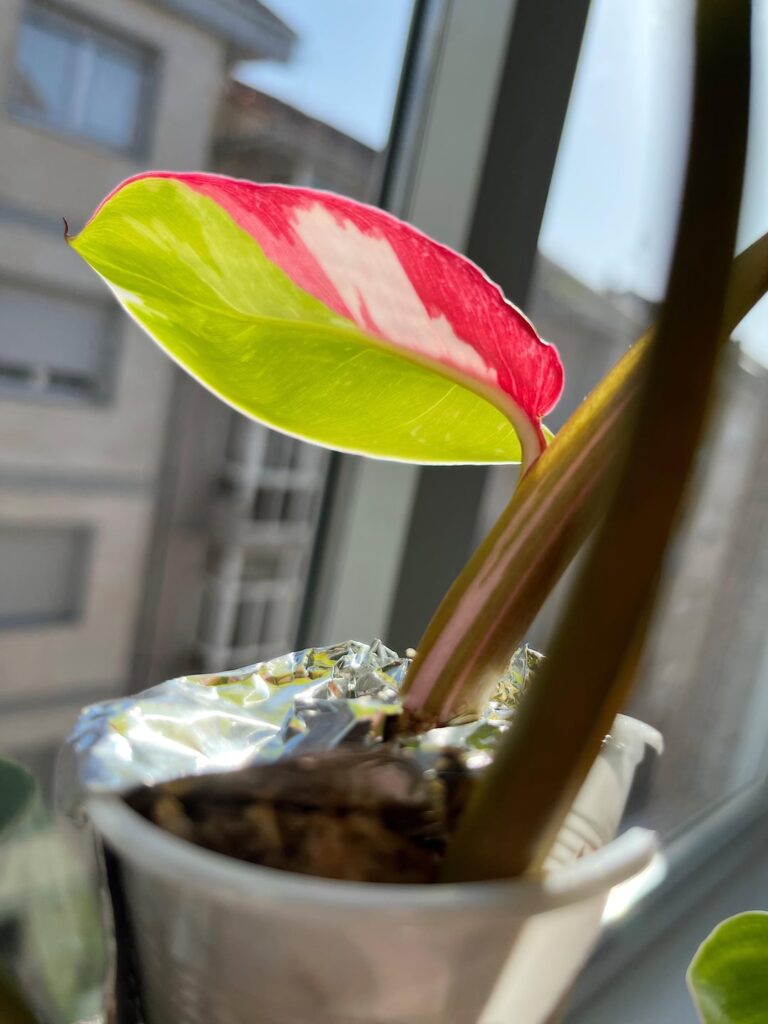 My White Princess put out this stunning leaf, and I was wondering if it might be worth anything<3