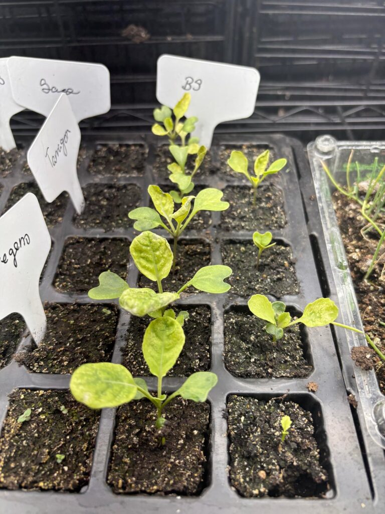 What is happening to my brassica seedlings?