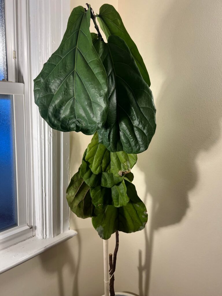 Sick Tree??