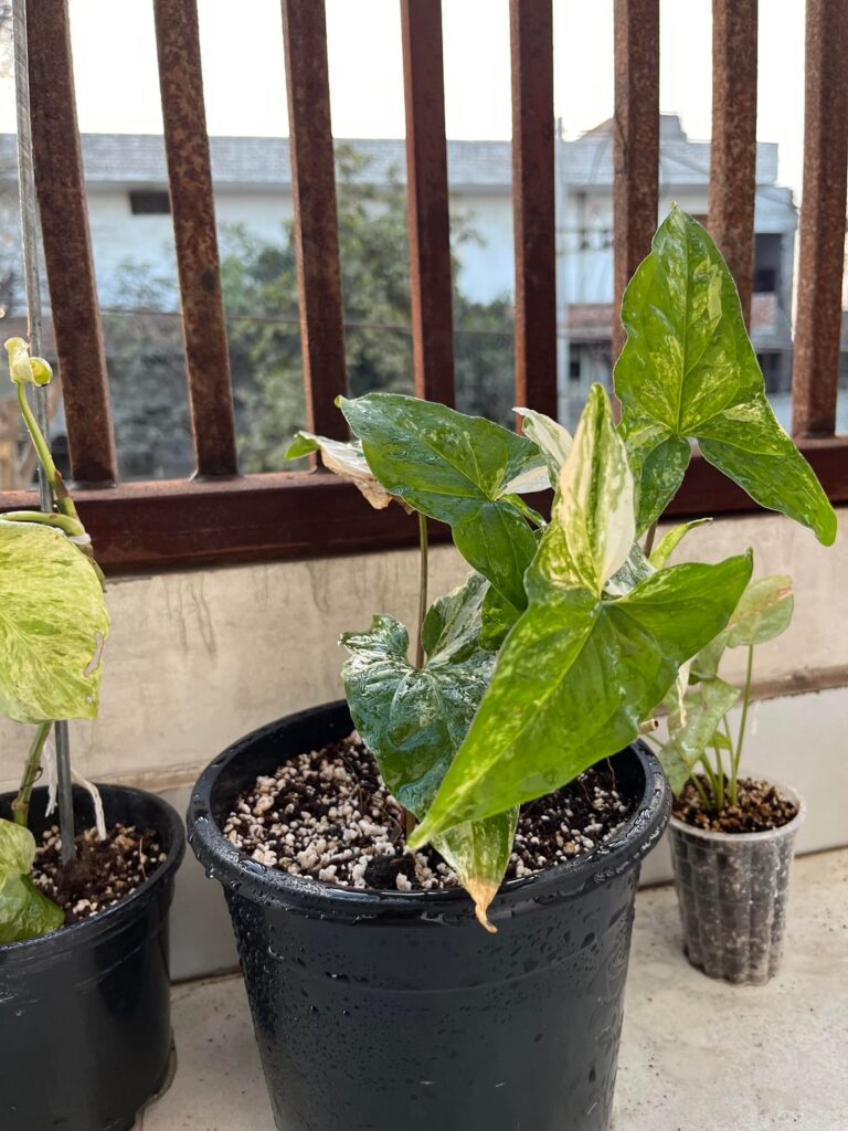 Should i add a support to my plant or not? If yes then what kind of support please help