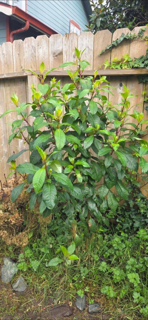 Humboldt county, zone 9, usually dies back in winter but didnt this year, was warmer than usual