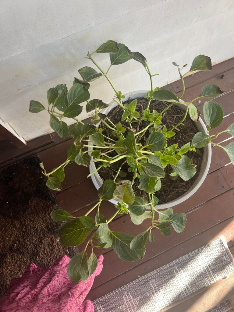 Any hope for my hydrangeas? Any hope for my hydrangeas?
