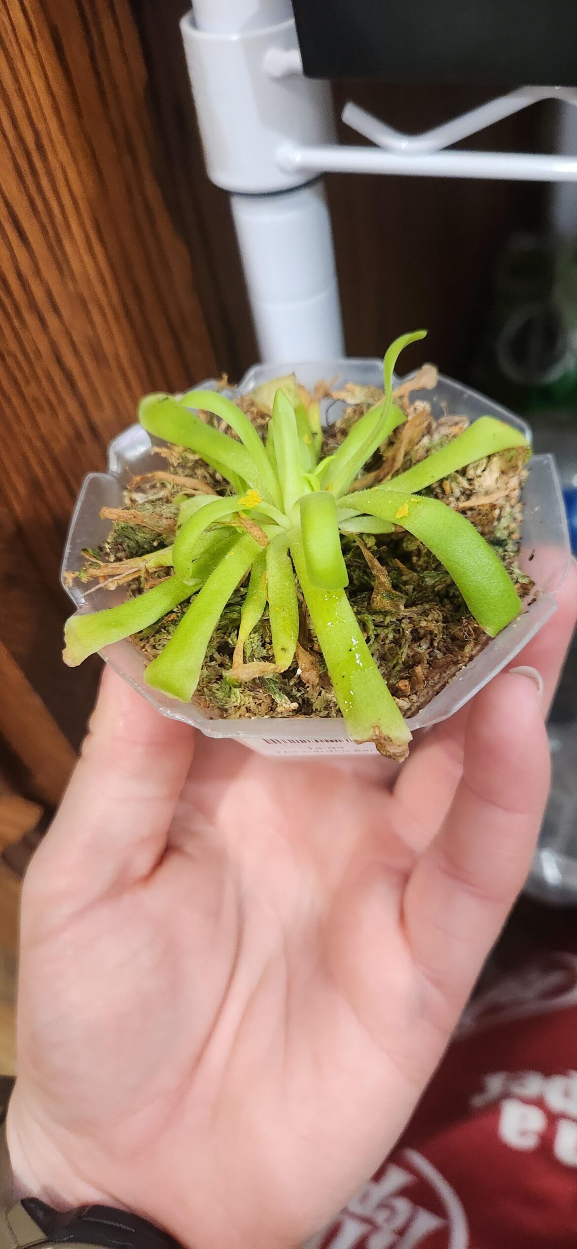 Mexican Butterworth newbie! Mexican Butterworth newbie!