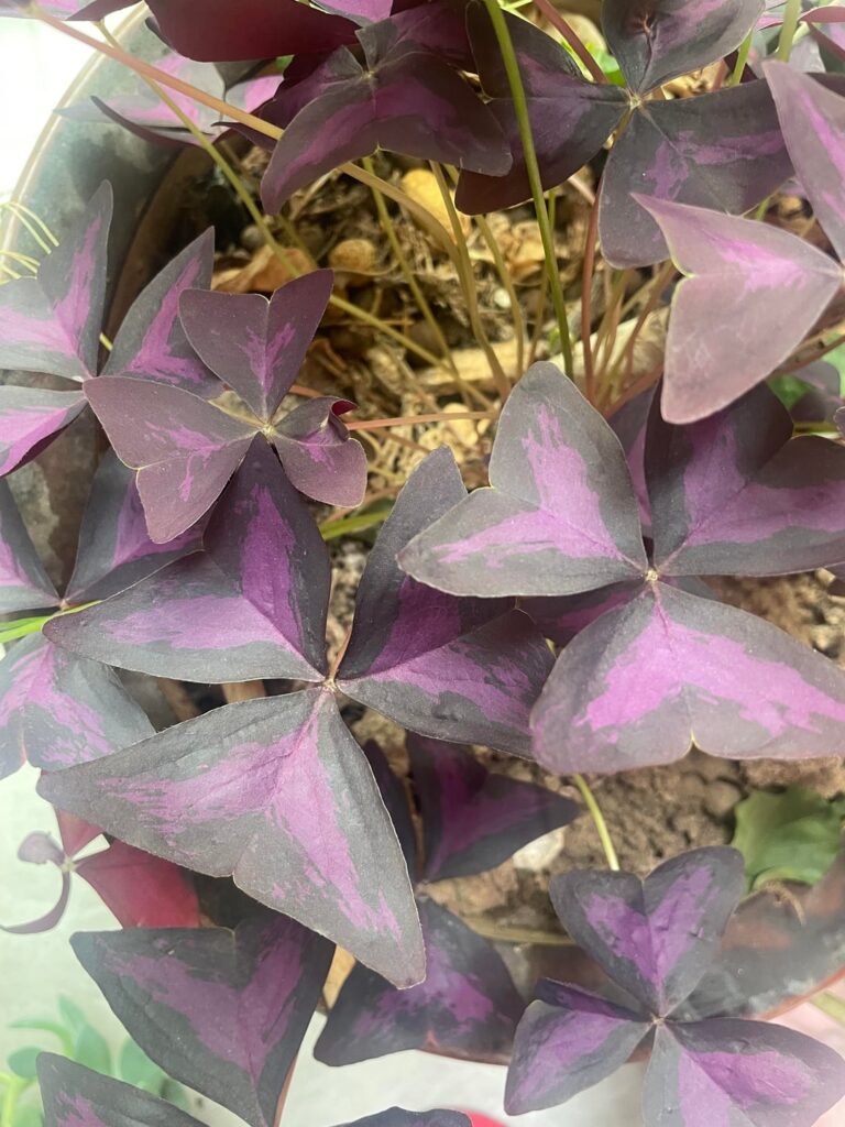 First time seeing this plant! Looks like butterfly wings,open in at daytime and closed at night. Identified as Oxalis triangularis.