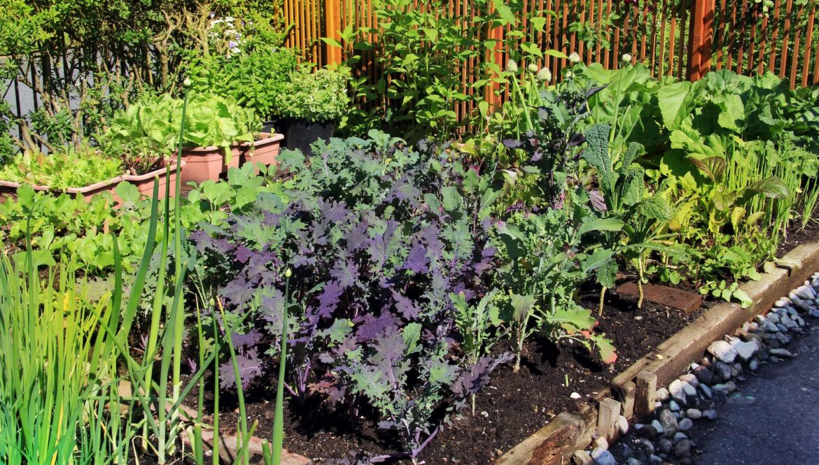 One gardener on TikTok is sharing how to start a no-till garden with just cardboard and compost.