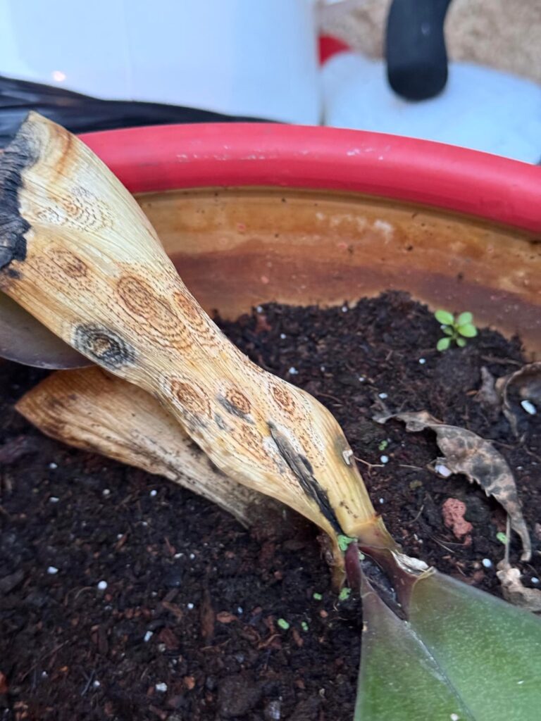 This is a dead orchid, now the dry leafs show this beautiful pattern! Just wanted to share :)