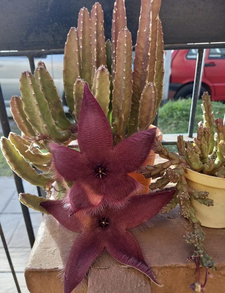 Es un cactus o una suculenta ? Es muy hermosa!!