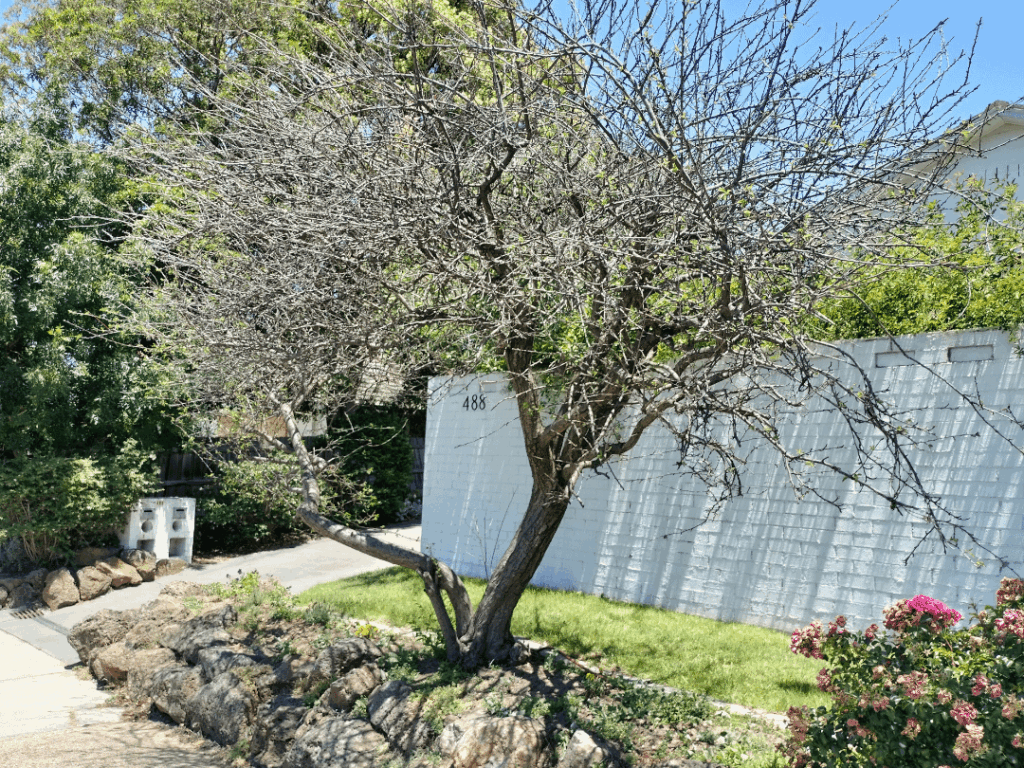What to do old plum tree