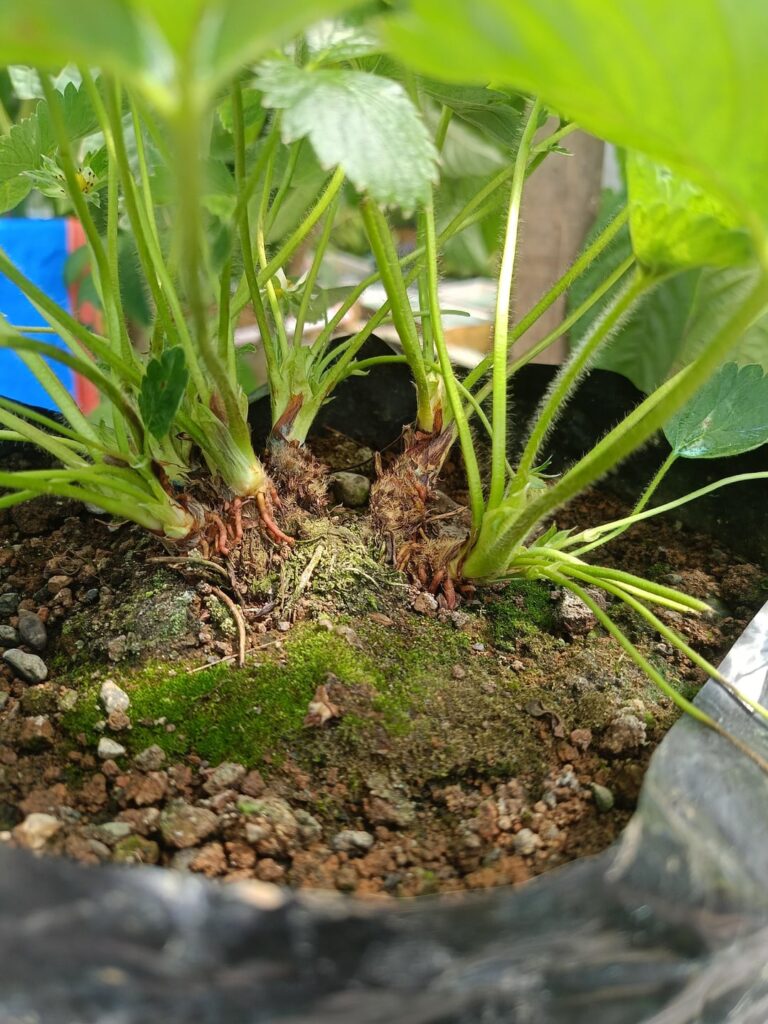 First time growing strawberry i dont know what to do .