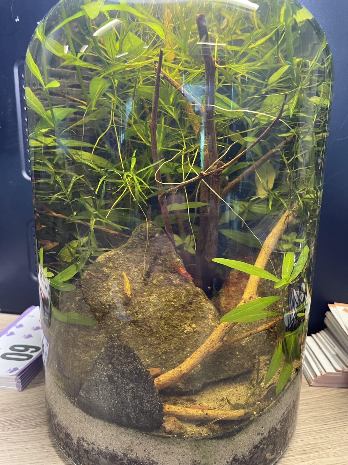2 months matured