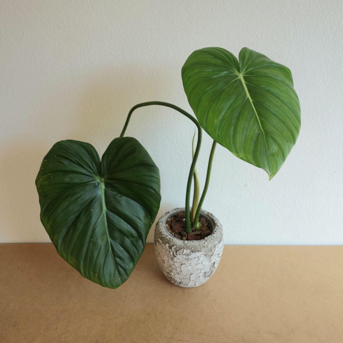 Philodendron pastazanum?