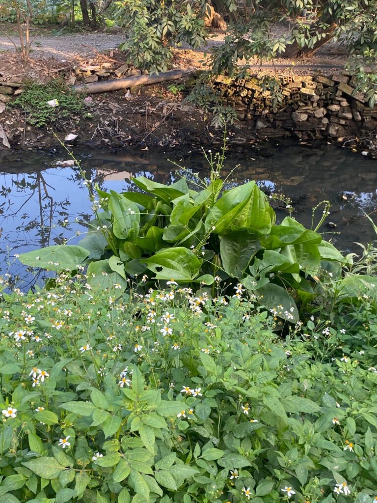 Echinodorus cordifolius. Likely neglected and thrown away ornamental.