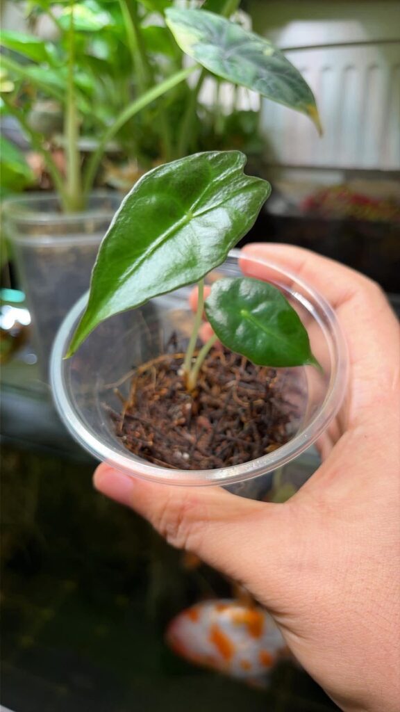 Is this Alocasia Venom Juvenile Form?