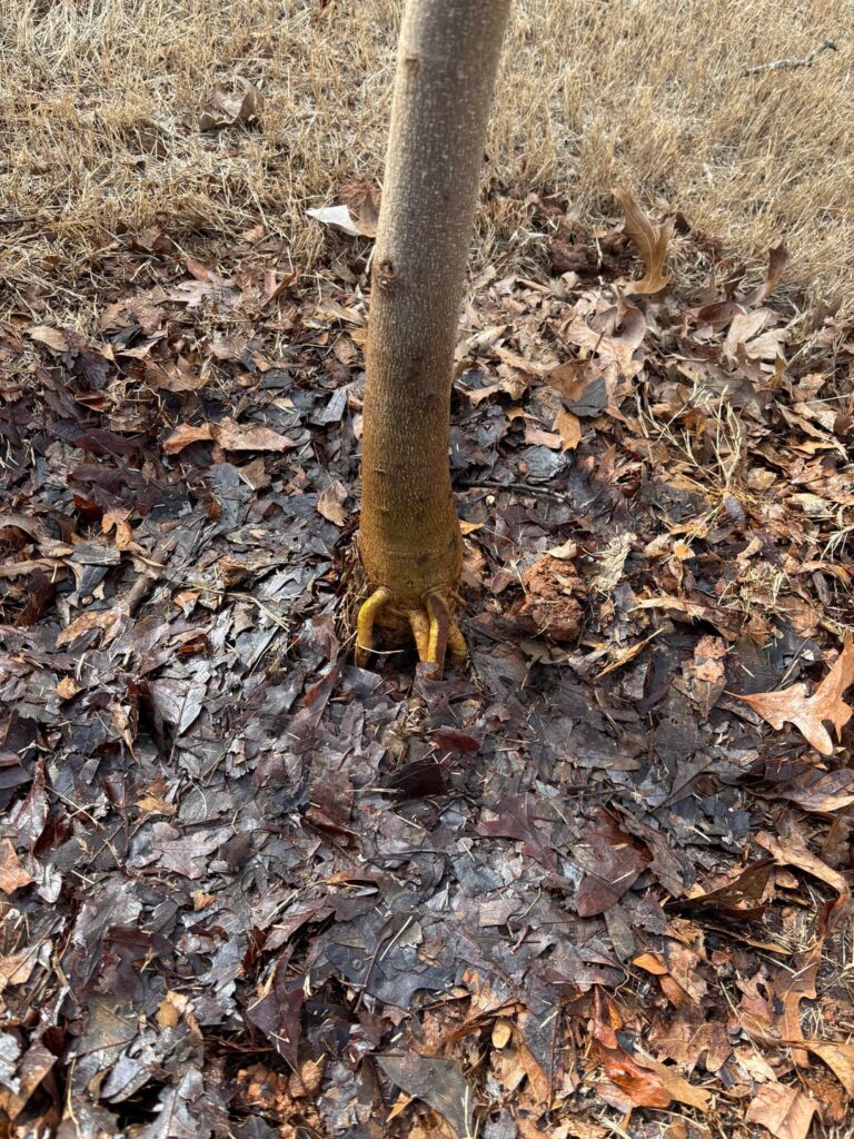 Transplant Root Flare