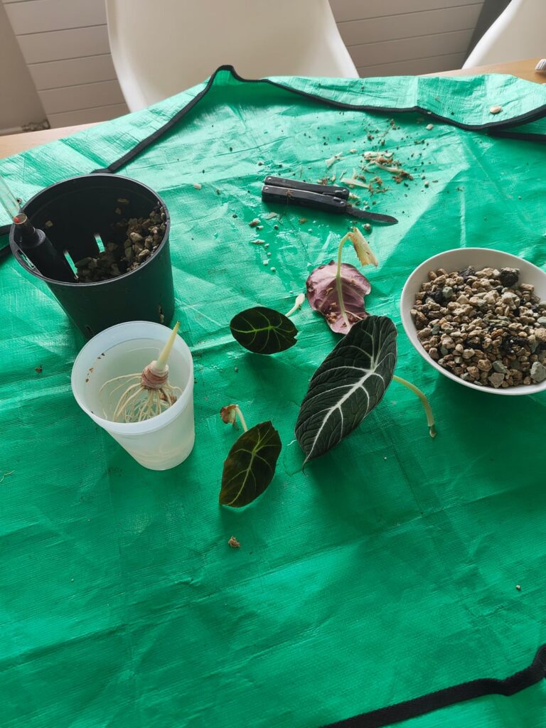 Stem rot what now ? Stem rot what now ?