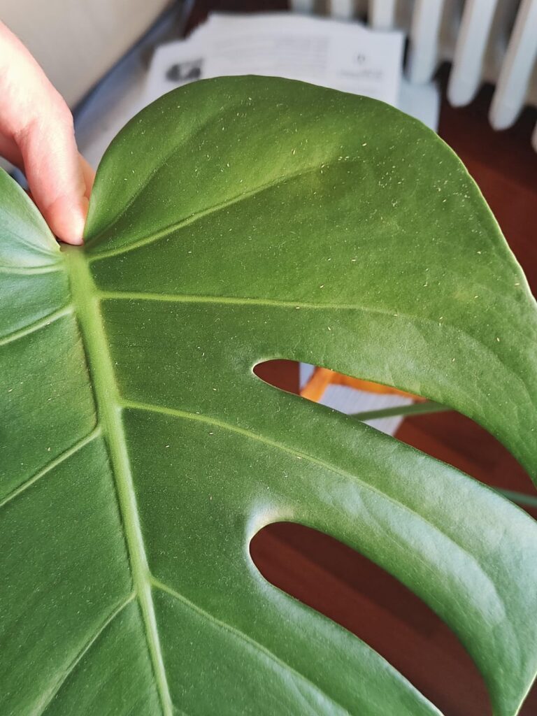 Does my monstera have thrips ?