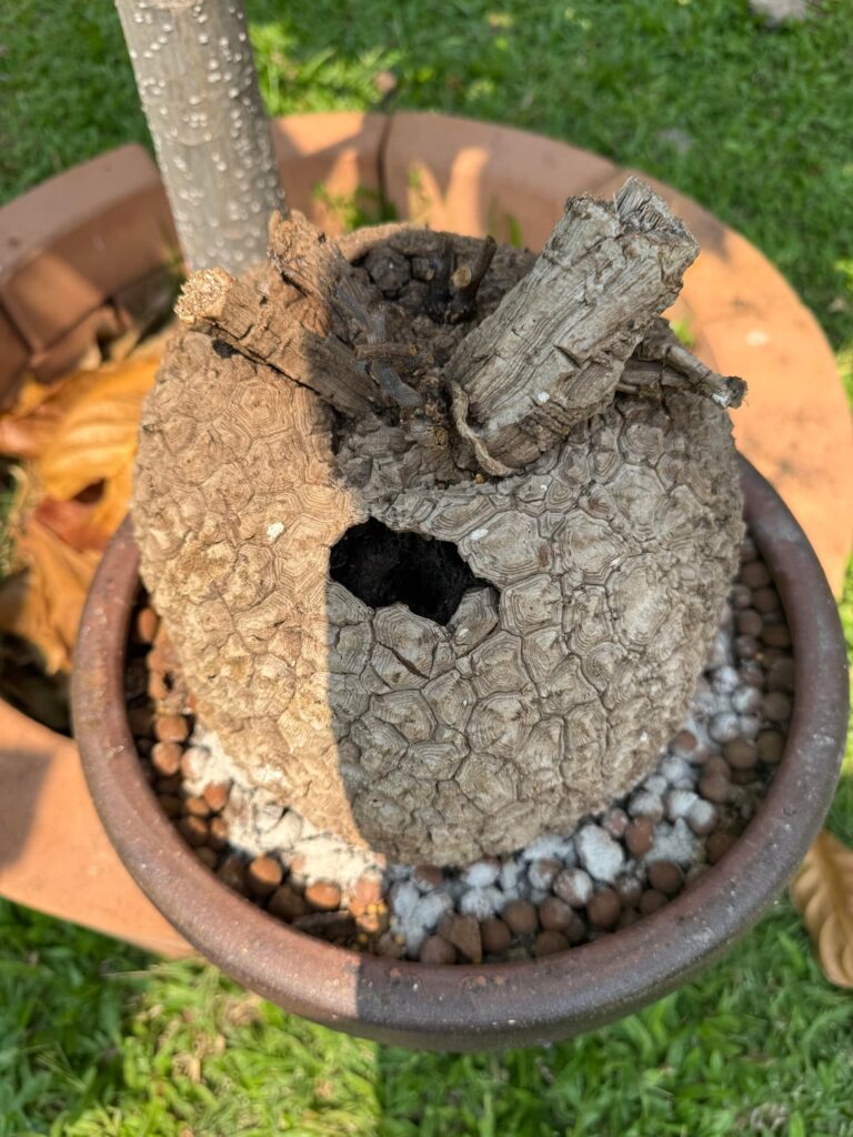 Help me! My Suberosa has a hole