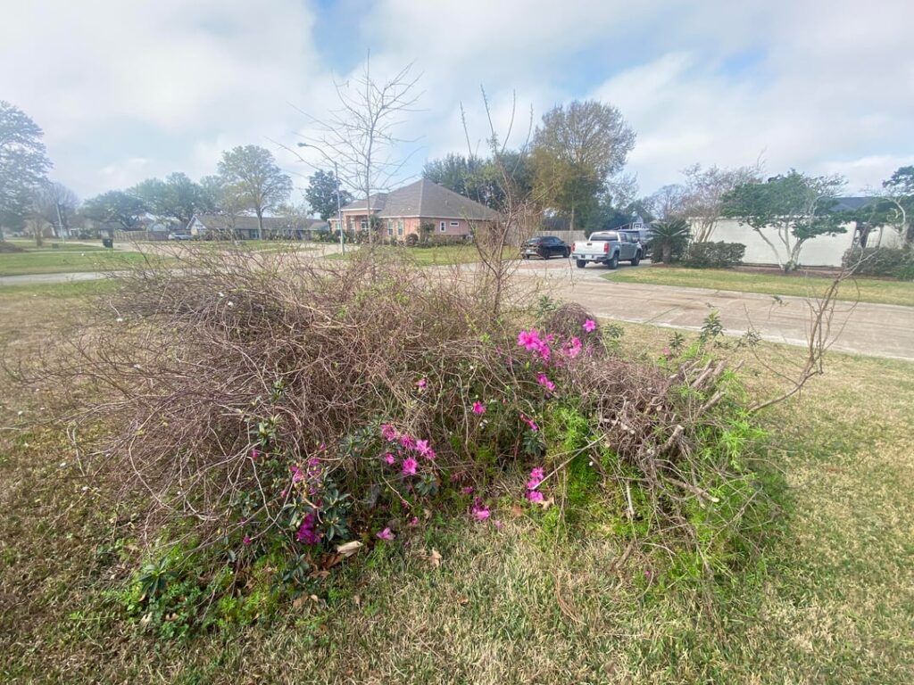 How to go about reclaiming this part of the yard? Bonus if I get to keep the flowers. How to go about reclaiming this part of the yard? Bonus if I get to keep the flowers.