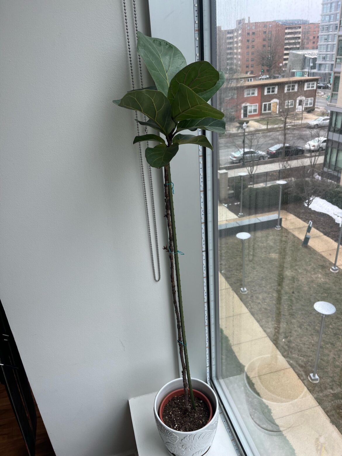 Can I cut this plant down so it starts growing leaves at the bottom?