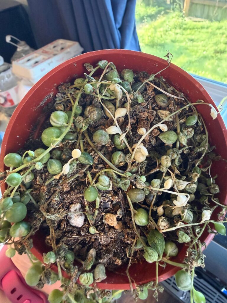 Help Please Help Please