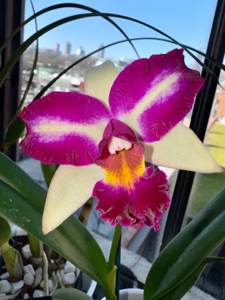 Rlc. Haw Yuan Beauty ‘Rainbow’ - Bag baby’s first bloom!