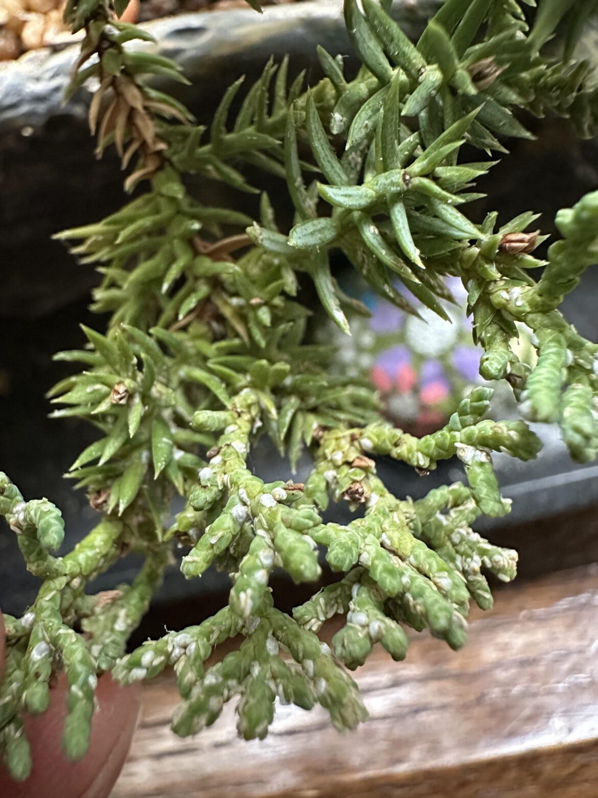 White specks/bugs on Juniper