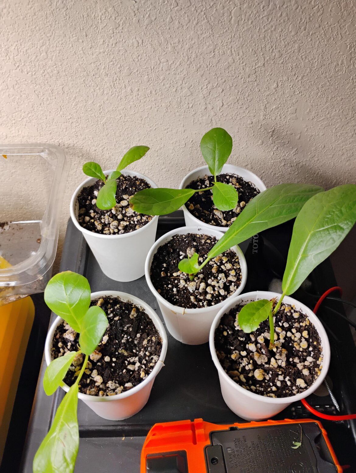 Fiddle Fig cutting success Fiddle Fig cutting success